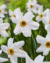 Narcissus poeticus var recurvus