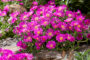 Delosperma Ocean Sunset Violet