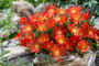 Delosperma Ocean Sunset Orange Vibe