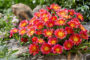 Delosperma Ocean Sunset Orange Glow