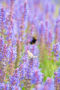 Insecten op Salvia nemorosa