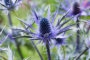 Eryngium Jos Eijking