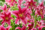 Lilium Sensi