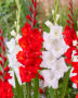 Gladiolus Asti, Joska