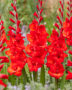 Gladiolus Joska