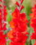 Gladiolus Joska