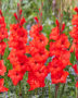 Gladiolus Fortuna Red