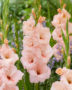 Gladiolus Apricot Beauty