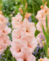 Gladiolus Apricot Beauty