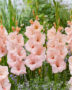 Gladiolus Apricot Beauty