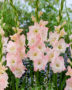 Gladiolus Careless