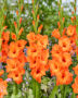 Gladiolus Prince of Orange