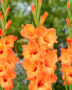 Gladiolus Prince of Orange