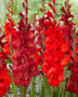 Gladiolus Joska, Amiga