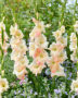 Gladiolus Careless