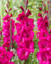 Gladiolus Natan