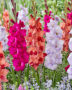 Gladiolus gemengd