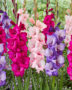 Gladiolus gemengd