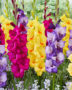 Gladiolus mixed