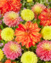 Dahlia kleurrijke mix 