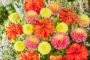 Dahlia kleurrijke mix 