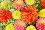 Dahlia kleurrijke mix 