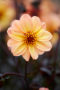 Dahlia Dahlightful Georgia Peach