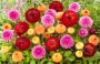 Dahlia kleurrijke mix 