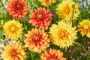 Dahlia Dazzling Magic, Dazzling Sun