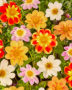 Dahlia kleurrijke mix 