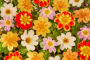 Dahlia kleurrijke mix 