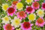 Dahlia Dads Favorite, Dahlia Freyas Paso Doble, Dahlia Platinum Blonde, Dahlia Blue Bayou