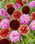 Dahlia mix