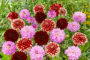 Dahlia mix