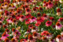 Echinacea Lakota Red