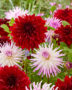 Dahlia Mignus Alex, Mingus Randy