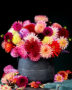 Colourful Dahlia mix 