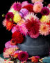 Colourful Dahlia mix 