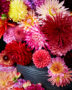 Colourful Dahlia mix 