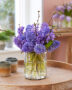 Hyacinthus bouquet Purple Star, Delft Blue