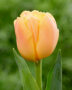 Tulip Apricot Symbiose
