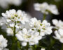 Iberis sempervirens Nevina