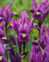 Iris reticulata Purple Hill
