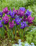 Iris reticulata Blue Hill, Purple Hill