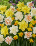 Narcissus mix Narcissus mix
