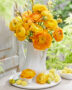 Ranunculus oranje