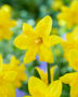 Narcissus Winter Starlet