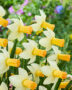 Narcissus Terry