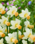 Narcissus Noize