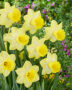 Narcissus Ladea